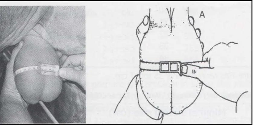 Gambar 4 - Cara pengukuran skrotum sapi bali jantan 