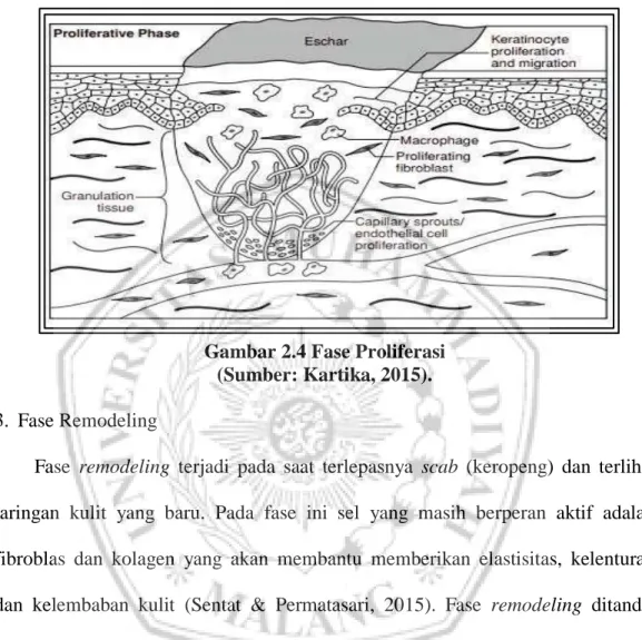 Gambar 2.4 Fase Proliferasi   (Sumber: Kartika, 2015).  3.  Fase Remodeling 