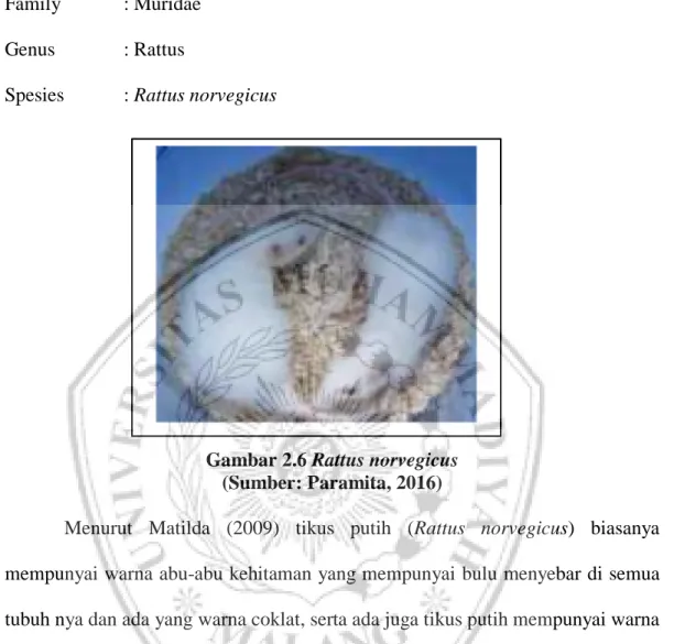 Gambar 2.6 Rattus norvegicus   (Sumber: Paramita, 2016) 