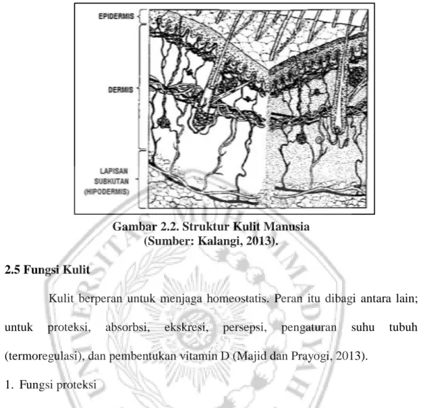 Gambar 2.2. Struktur Kulit Manusia   (Sumber: Kalangi, 2013).  2.5 Fungsi Kulit 