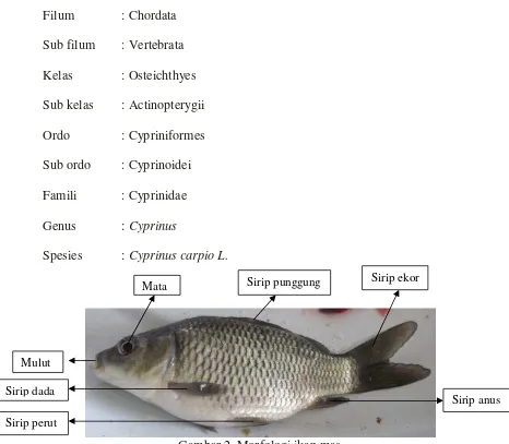Gambar 2. Morfologi ikan mas 