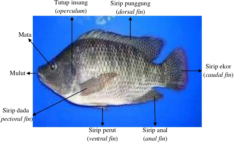 Gambar 2. Ikan Nila (Oreochromis niloticus) (Anonim, 2010) 