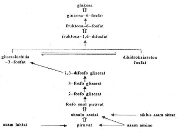 Gambar 5. Reaksi glukoneogenesis 