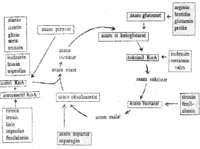 Gambar 6. Asam amino dan siklus asam sitrat 