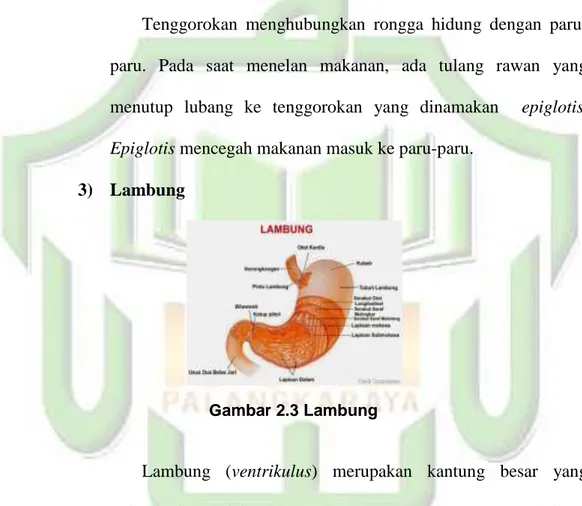 Gambar 2.3 Lambung 