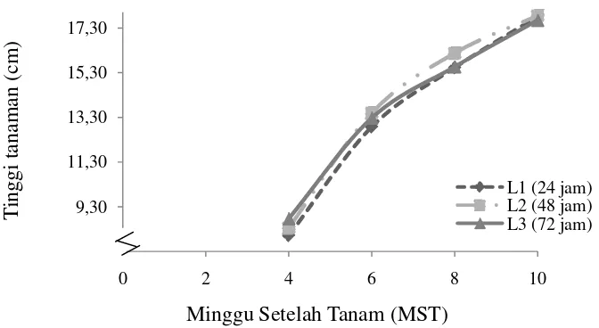 Gambar 5. Pertumbuhan tinggi batang  bud chips tebu umur 4-10 MST pada lama penyimpanan 