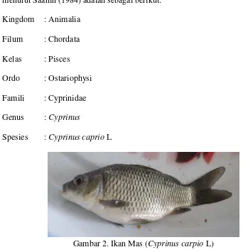 Gambar 2. Ikan Mas (Cyprinus carpio L) 