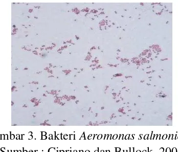 Gambar 3. Bakteri Aeromonas salmonicida 