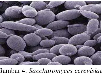 Gambar 4. Saccharomyces cerevisiae 