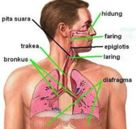 Gambar 1 Anatomi sistem pernapasan