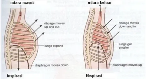 Gambar 3 Proses pernapasan