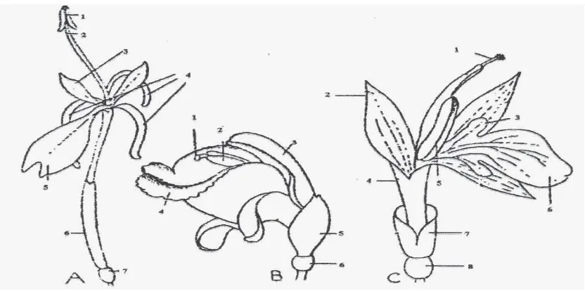 Gambar 2.1  Beberapa bunga Zingiberaceae. A. Hedychium, dengan staminoida yang panjang dan bebas dari lip