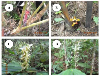 Gambar 4.3 Perbungaan pada Zingiberaceae berasal dari rhizome dan terminal. Perbungaan berasal dari rhizome, Hornstedtia reticulata (A) dan Etlingera sp.1  (B), Perbungaan secara terminal, Hedychium cylindricum (C), dan Globba paniculata (D)  