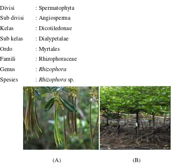 Gambar 1.  Buah (A)  dan Pohon (B) Rhizophora sp. (Noor, dkk ,  2006) 