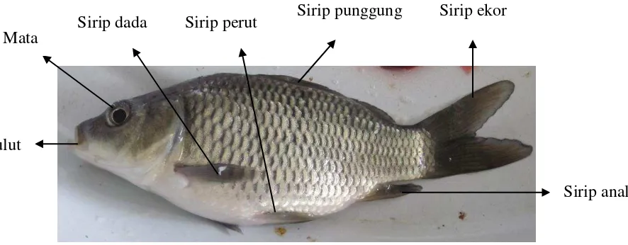 Gambar 1. Ikan Mas (Cyprinus carpio L.) 