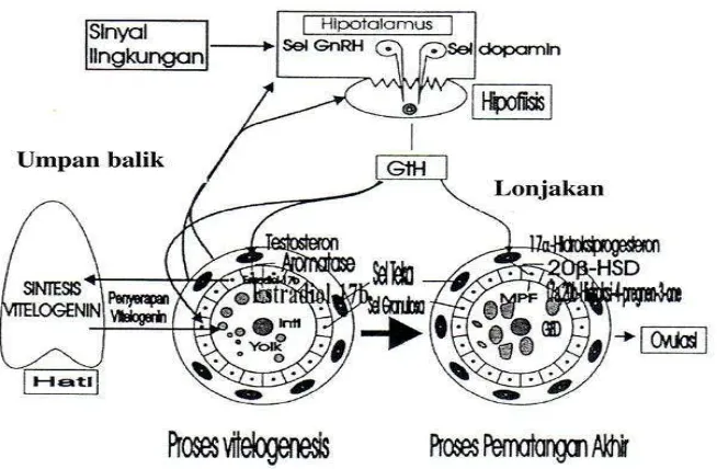 Gambar 3. Proses Vitelogenesis pada ikan (Aida et al., 1991; Sinjal, 2007). 