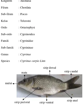 Gambar 2. Ikan Mas 