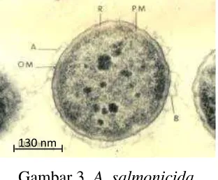 Gambar 3. A. salmonicida 