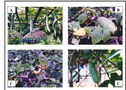 Gambar 3. Koleksi tanaman di Kebun Percobaan IPB Baranangsiang  : A = T.cucumirena 
