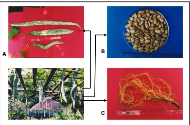 Tabel. 1. Rendemen protein dari buah, biji dan akar dari 3 spesies Cucurbitaceae : bligo, kemarongan dan paria ular