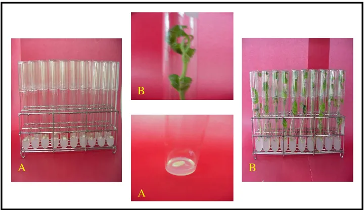 Gambar 13.  Kultur in vitro T. cucumirena L.var anguina (L.): (A) Eksplan benih,       (B) Plantlet