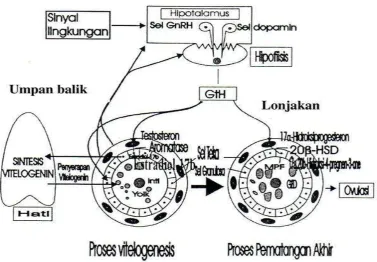 Gambar 2. Proses Vitelogenesis pada ikan (Aida et al., 1991; Sinjal, 2007)