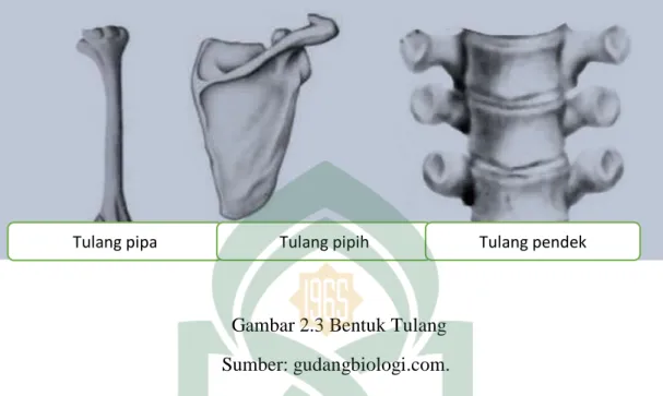 Gambar 2.3 Bentuk Tulang  Sumber: gudangbiologi.com. 