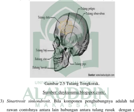 Gambar 2.5 Tulang Tengkorak.  Sumber: duykusuma.blogspot.com/.