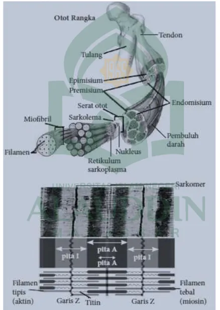 Gambar 2. Struktur Otot Rangka. 