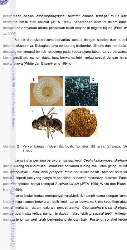 Gambar 2  Perkembangan hidup lalat buah: (a) telur, (b) larva, (c) pupa, (d) 