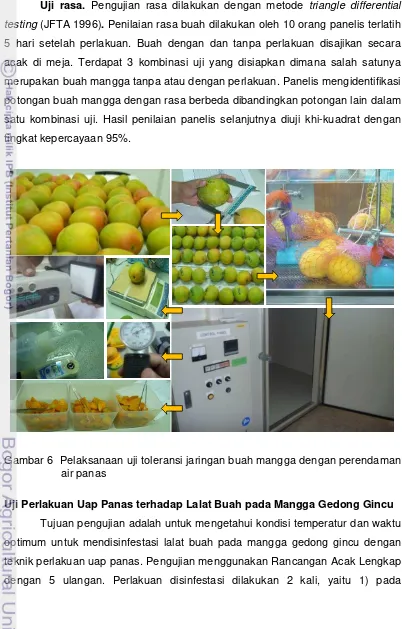 Gambar 6  Pelaksanaan uji toleransi jaringan buah mangga dengan perendaman 