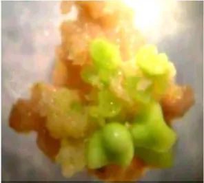 Gambar  3.  Embrio  yang  berkembang  dari  eksplan  tangkai  putik