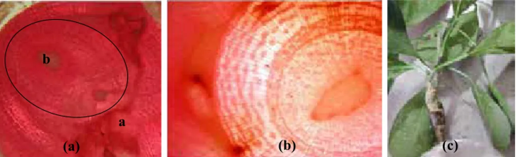 Gambar 7.  Histologi pada bagian (Histology of) (a) sambungan batang bawah hasil  aklimatisasi 4 bulan planlet JC + planlet Kalamondin (grafted plant between JC 