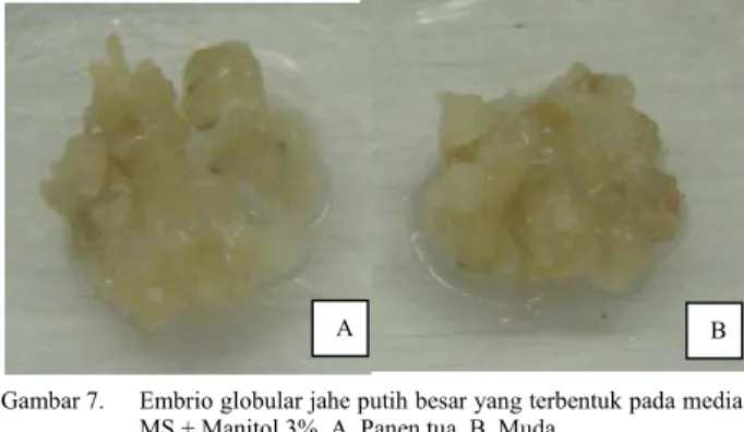 Gambar 7.   Embrio globular jahe putih besar yang terbentuk pada media  MS + Manitol 3%