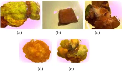 Gambar 1. (a) Ekplan daun mati/tidak terbentuk kalus, skor = 0; (b)  Eksplan  Endosperm  mati/tidak terbentuk kalus, skor = 0; (c) Eksplan  daun dengan kalus friabel type 2, kalus yang teksturnya mudah pecah,  skor = 4; (d)  Eksplan Endosperm  dengan kalus