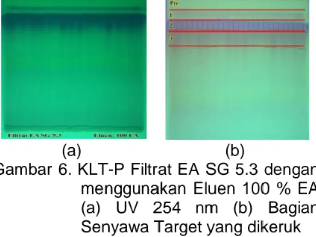 Gambar 6. KLT-P Filtrat EA SG 5.3 dengan   menggunakan  Eluen 100  %  EA  (a)  UV  254  nm  (b)  Bagian  Senyawa Target yang dikeruk         