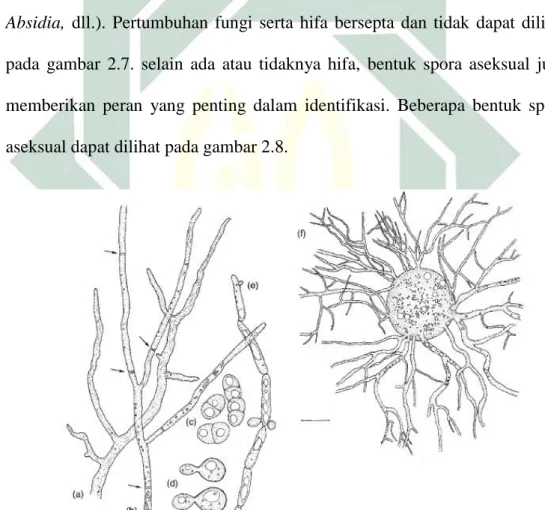 Gambar 2.7. Bentuk hifa bersepta dan tidak serta pertumbuhan fungi. 