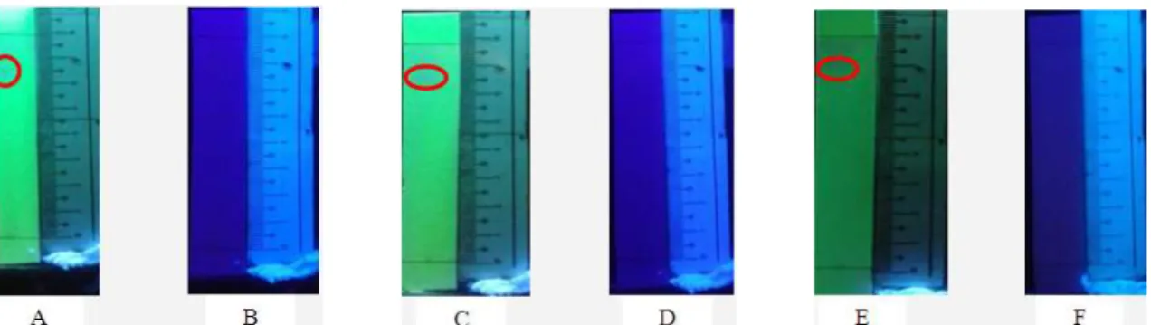 Gambar 4. Profil KLT multi Eluen meggunakan fase diam silika gel 60. A: Penampakan KLT multi eluen BAA (7:0,5:0,5)  pada lampu UV 254, B: Penampakan KLT  multi eluen BAA (7:0,5:0,5)  pada lampu UV 366, C: Penampakan KLT multi  eluen etil asetat:butanol: as