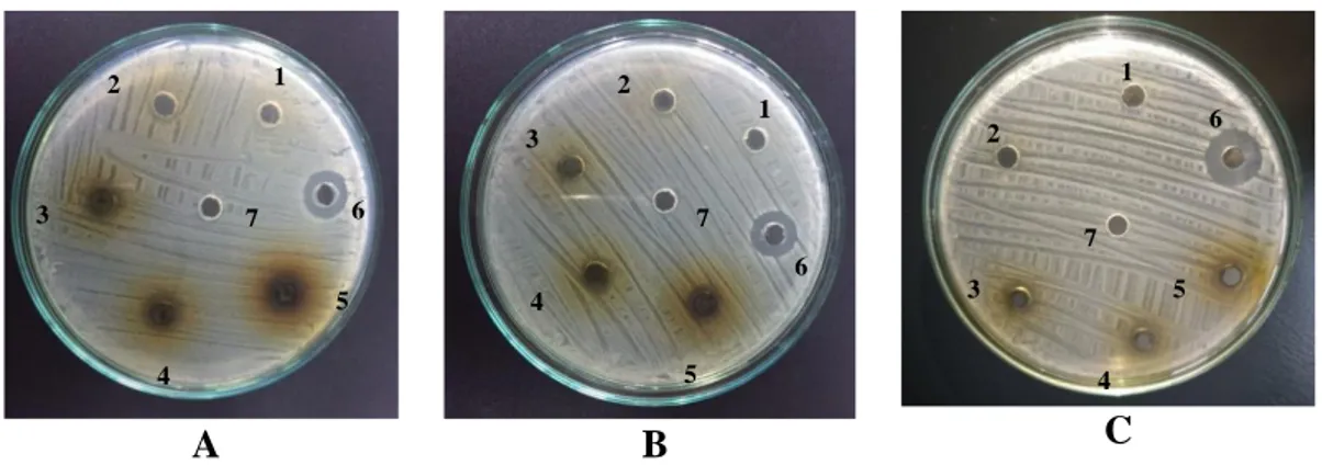 Gambar 5. Hasil Uji Aktivitas Antibakteri Fraksi Etil Asetat Ekstrak Etanol 50% Daun  Murbei Hitam (A) Replikasi 1 (B) Replikasi 2 (C) Replikasi 3 