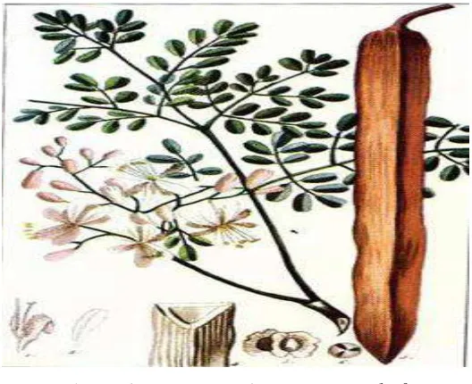 Gambar 2.5 Tanaman Kelor (Moringa oleifera) 