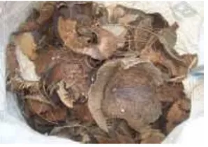 Gambar 4. Tempurung kelapa