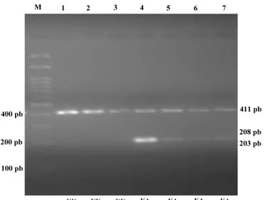 Gambar 2.  Hasil pendeteksian keragaman gen DGAT1, M: Marker; Nomor  1-7: Amplikon Gen  DGAT1