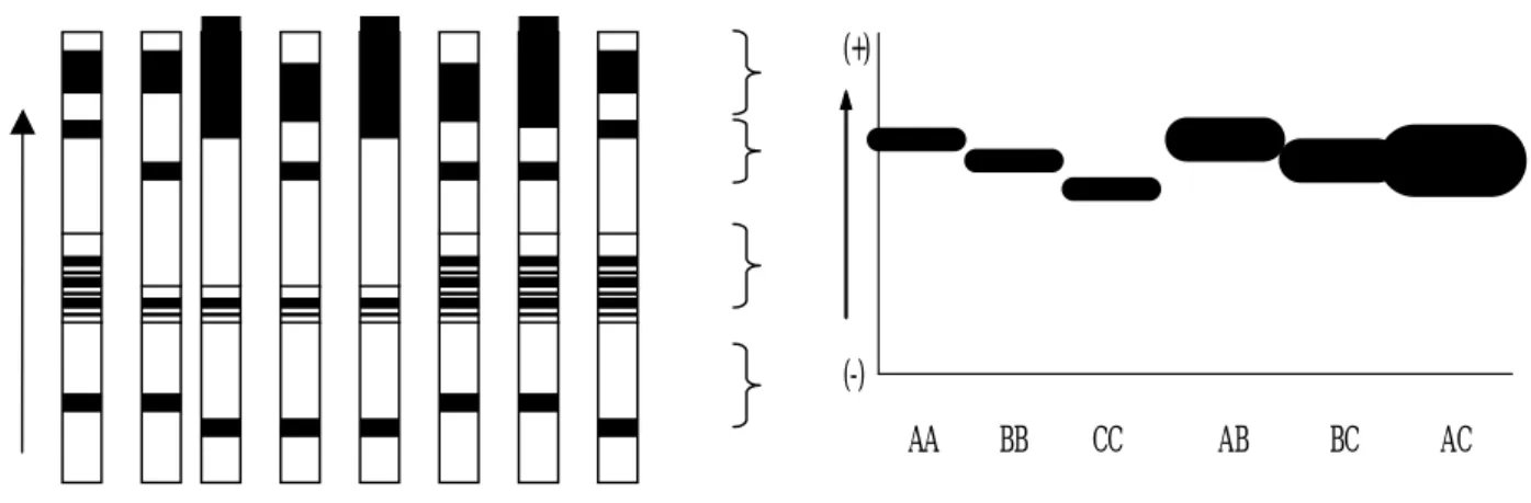 Ilustrasi 2.  Diagram Susunan Pola Pita                             Protein Plasma Darah Sapi Jawa 