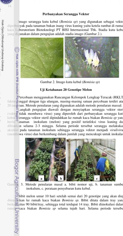 Gambar 2. Imago kutu kebul (Bemisia sp) 