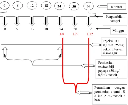 Gambar 3.4    Skema kegiatan pemberia vitamin E  setelah perlakuan ekstrak air 