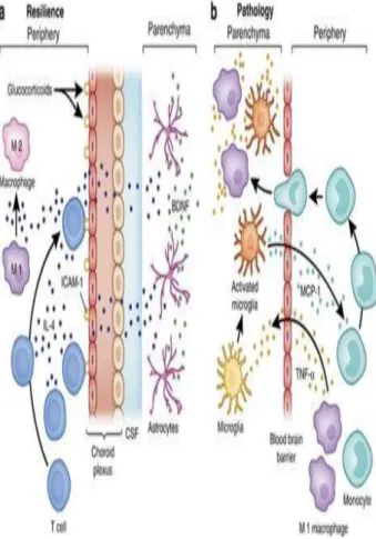 Gambar   1:   sel   kekebalan   di   SSP,   sistem  pertahanan  dan patologi 