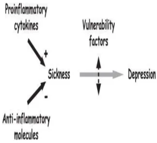 gambar  3  :  dua  model  sitokin  induksi  terjadinya depresi 
