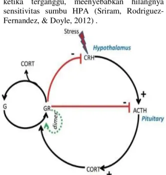 gambar 4 : regulasi kortisol dalam sumbu HPA-  aksis. (Sriram et al., 2012). 