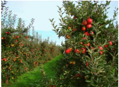 Gambar 3. Perkebunan apel cenderung melorong  Sumber: wisata.kompasiana.com 