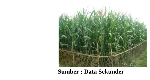 Gambar 8. Tanaman Jagung
